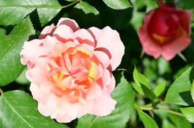 Bahçede yetişen güzel pembe güller