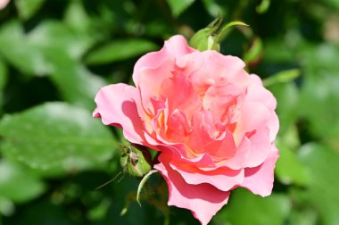 Bahçede yetişen güzel pembe gül çiçeği