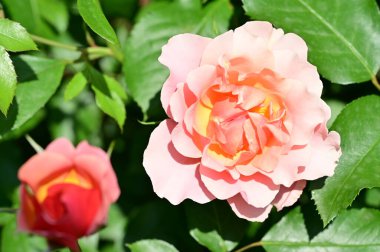 Bahçede yetişen güzel pembe güller