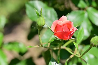 Bahçede yetişen güzel pembe gül çiçeği