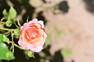 Bahçede yetişen güzel pembe gül çiçeği