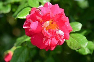 bahçede büyüyen güzel pembe çiçekler