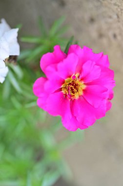 bahçede büyüyen güzel pembe çiçekler