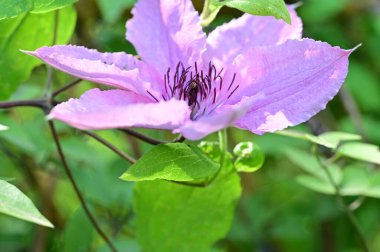 bahçede büyüyen güzel pembe çiçekler