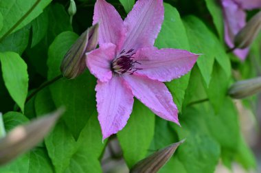 bahçede büyüyen güzel pembe çiçekler