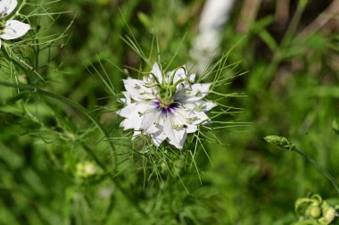 Bahçedeki güzel beyaz ve mavi çiçekler