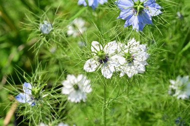 Bahçedeki güzel beyaz ve mavi çiçekler