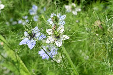 Güzel botanik fotoğrafı, doğal duvar kağıdı. Bahçedeki çiçekler 