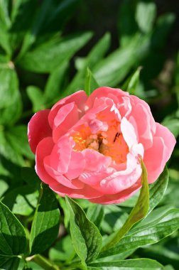 Güzel botanik fotoğrafı, doğal duvar kağıdı. Bahçedeki şakayık çiçeği 