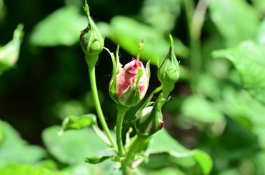 Güzel botanik fotoğrafı, doğal duvar kağıdı. Bahçede gül tomurcukları 