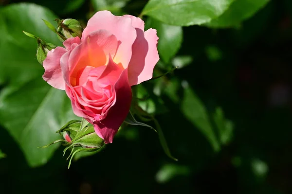 stock image beautiful pink rose flower growing in the garden