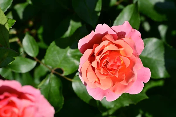 花园里长着美丽的粉红色玫瑰花 — 图库照片