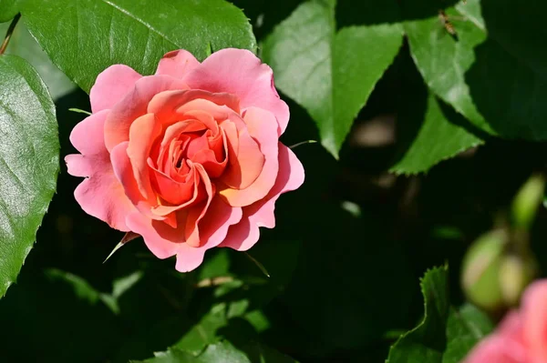 Krásná Růžová Růže Květiny Rostoucí Zahradě — Stock fotografie