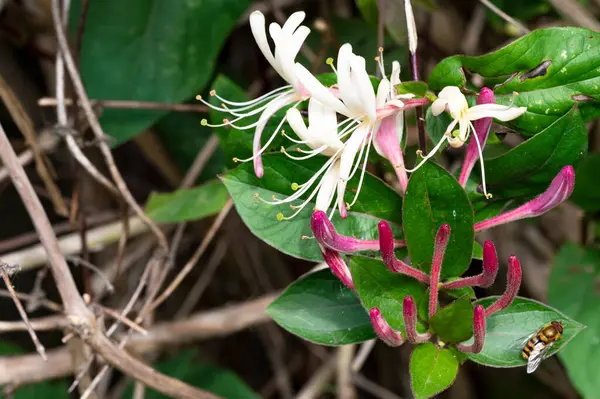 Mooi Botanisch Schot Natuurlijk Behang Bloemen Tuin — Stockfoto
