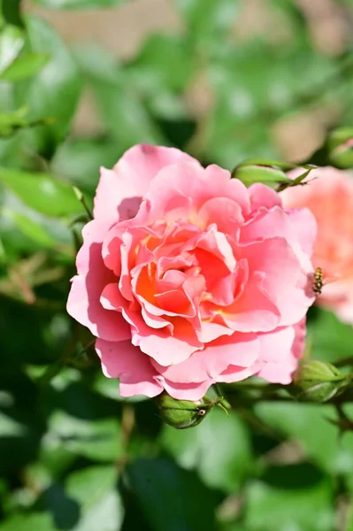 Bahçede Yetişen Güzel Güller — Stok fotoğraf
