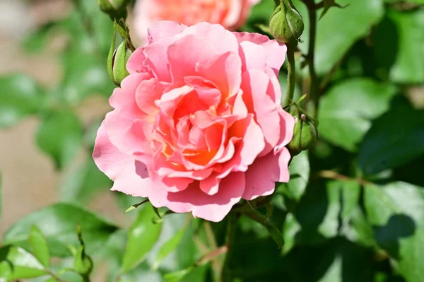 Bunga Mawar Merah Muda Yang Indah Tumbuh Taman — Stok Foto