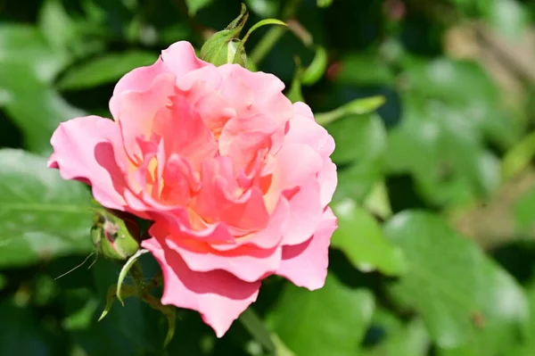 Krásná Růžová Růže Květiny Rostoucí Zahradě — Stock fotografie