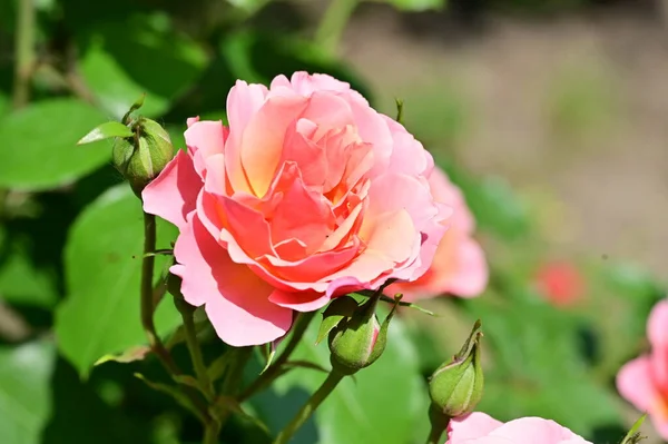Schöne Rosa Rosenblüte Die Garten Wächst — Stockfoto