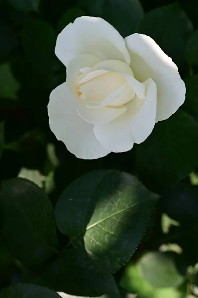 Крупним Планом Квітуча Біла Квітка Троянди — стокове фото