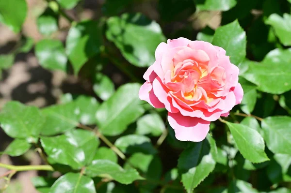 Красива Рожева Квітка Троянди Росте Саду — стокове фото