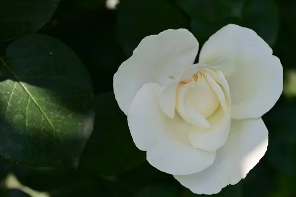 Close Blooming White Rose Flower — Stock Photo, Image