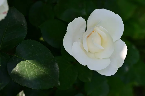 Close Blooming White Rose Flower — Stock Photo, Image
