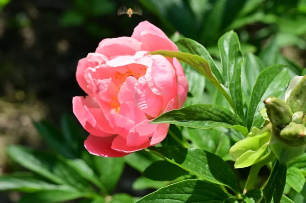 Красивый Ботанический Кадр Натуральные Обои Цветок Саду — стоковое фото