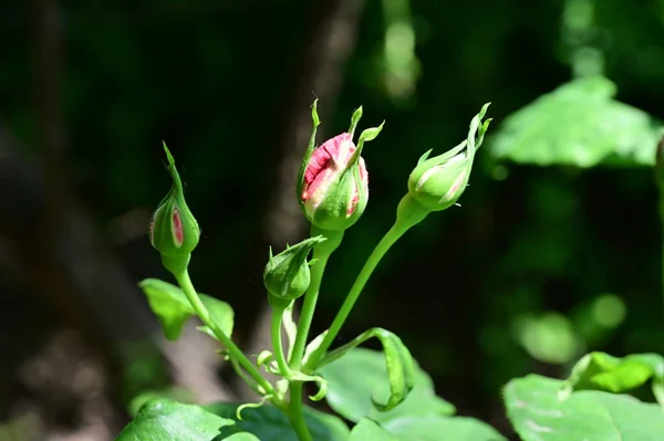 Красивый Ботанический Кадр Натуральные Обои Розы Саду — стоковое фото