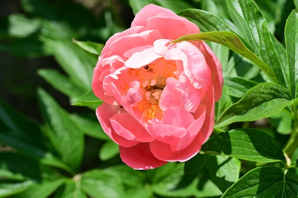 Vacker Botanisk Skott Naturliga Tapeter Pion Blomma Trädgården — Stockfoto