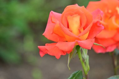 Bahçede yetişen güzel güller 