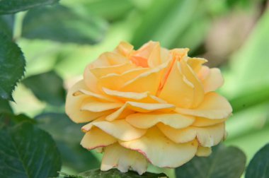 Bahçedeki güzel sarı gül