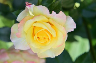 Bahçede yetişen güzel güller 