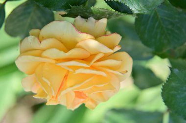 Bahçedeki güzel sarı gül