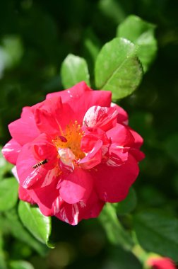 Bahçede yetişen pembe güzel çiçeklerin üzerinde oturan arıya yaklaş.