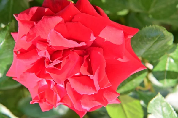 Beautiful Red Rose Flower Growing Garden — Stock Photo, Image