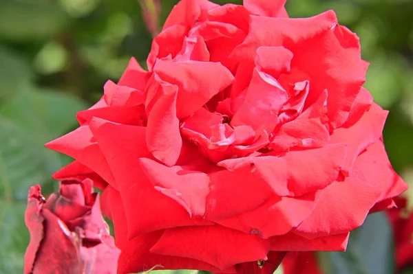 Piękny Czerwony Kwiat Róży Rośnie Ogrodzie — Zdjęcie stockowe