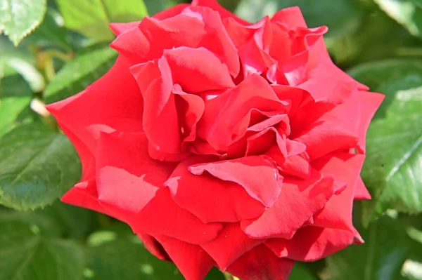 Hermosa Flor Rosa Roja Creciendo Jardín — Foto de Stock