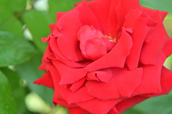 庭で育つ美しい赤いバラの花 — ストック写真