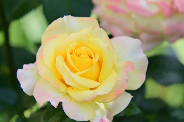 Piękne Róże Rosnące Ogrodzie — Zdjęcie stockowe