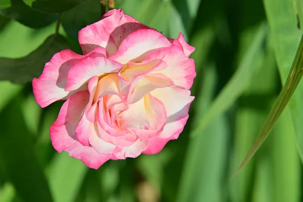 Biały Różowy Kwiat Róży Widok Bliska — Zdjęcie stockowe