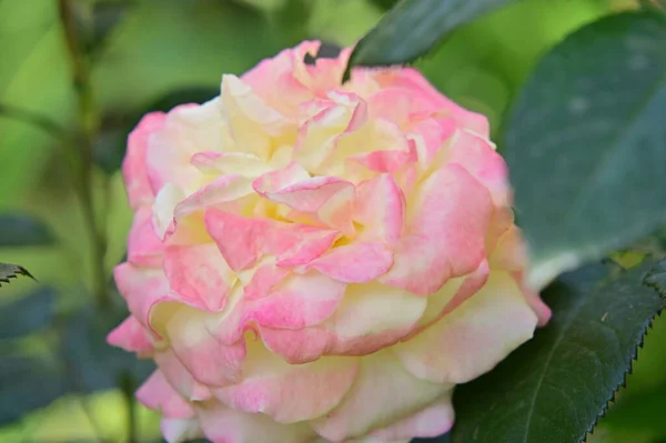 Bílá Růžová Růže Zblízka Pohled — Stock fotografie