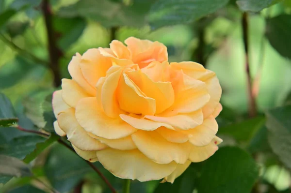 花园里美丽的黄色玫瑰 — 图库照片