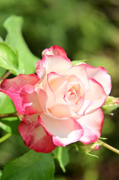 stock image beautiful pink rose flower growing in the garden