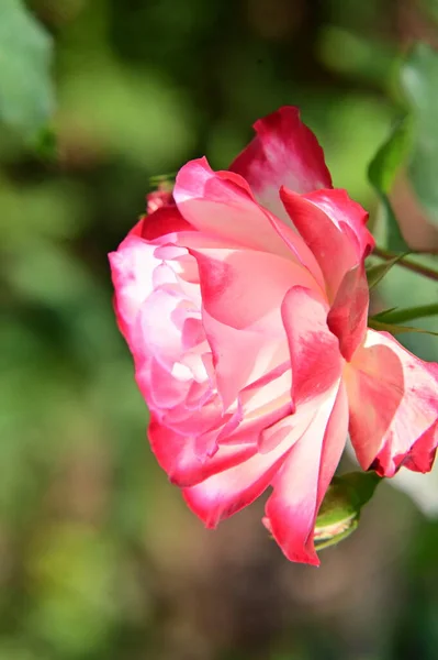 Piękny Różowy Kwiat Róży Rośnie Ogrodzie — Zdjęcie stockowe