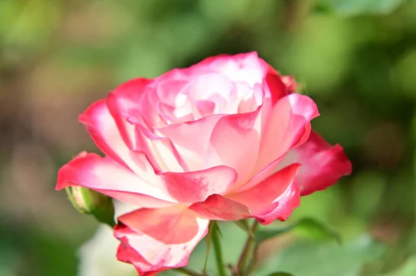 Mooie Roze Roos Bloem Groeien Tuin — Stockfoto