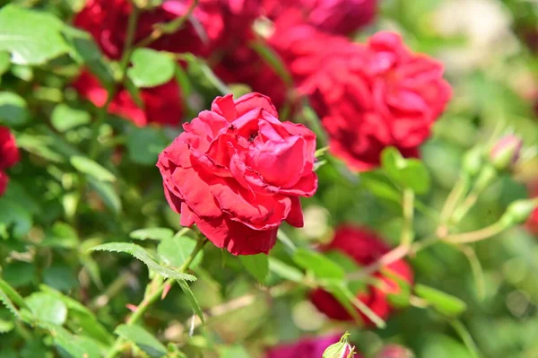Όμορφα Ροζ Τριαντάφυλλο Λουλούδια Που Αναπτύσσονται Στον Κήπο — Φωτογραφία Αρχείου