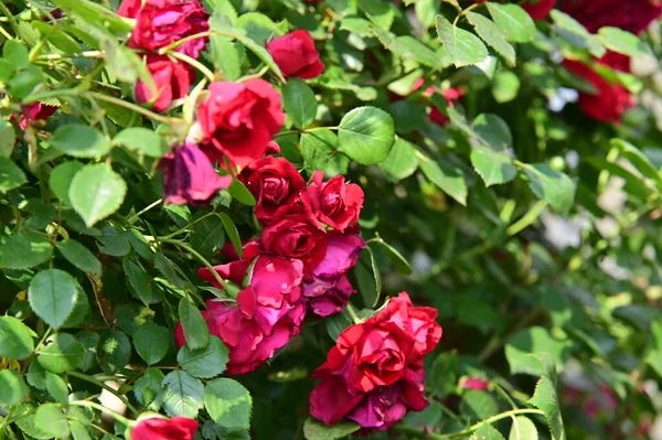Красиві Рожеві Квіти Троянд Ростуть Саду — стокове фото
