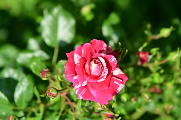 庭で育つ美しいピンクのバラの花 — ストック写真