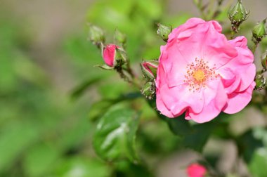 bahçede büyüyen güzel pembe çiçekler