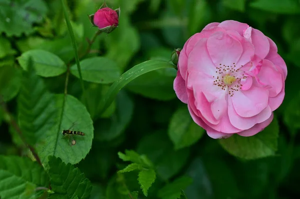 Primer Plano Abeja Sentado Rosa Hermosas Flores Que Crecen Jardín —  Fotos de Stock